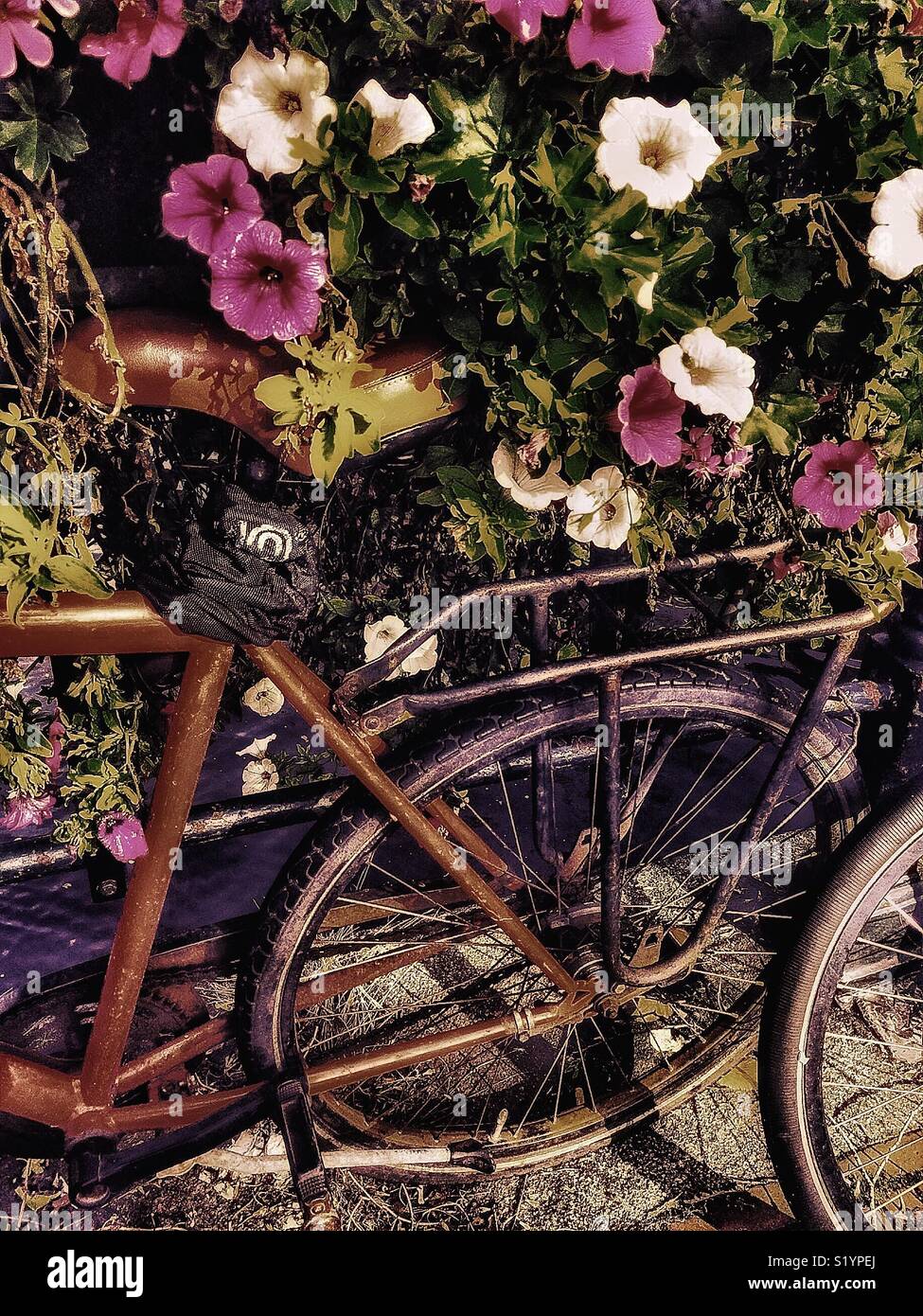 Sit up and beg bicycle next to flowers, Holland - Smartphone Captured Stock Image Sit up and beg bicycle next to flowers, Holland - Smartphone Captured Stock Image
