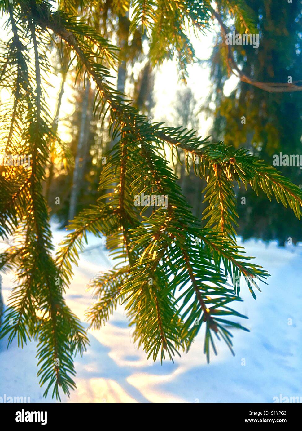 fir branch illuminated by the evening sun - Smartphone Captured Stock Image