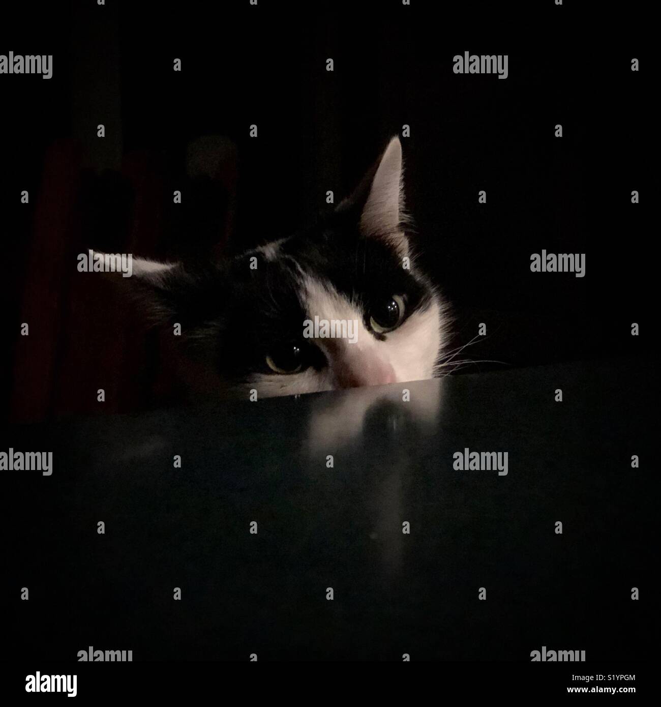 Black and white cat peeking over reflective countertop in the dark Stock Photo