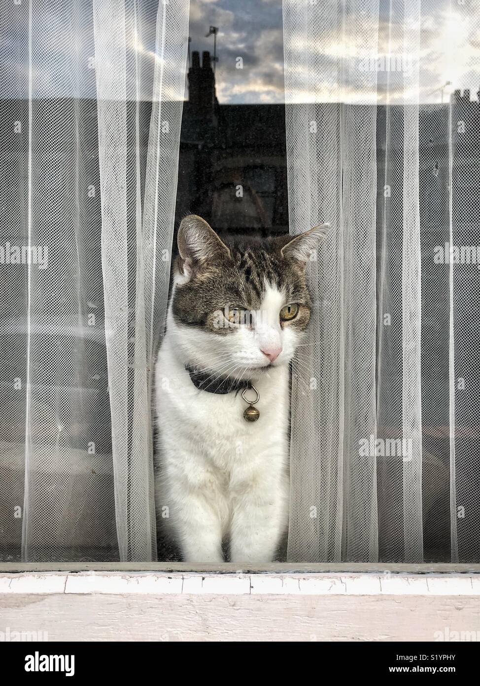 White & tabby cat looking through net curtain in a window Stock Photo - Alamy White & tabby cat looking through net curtain in a window Stock Photo - Alamy