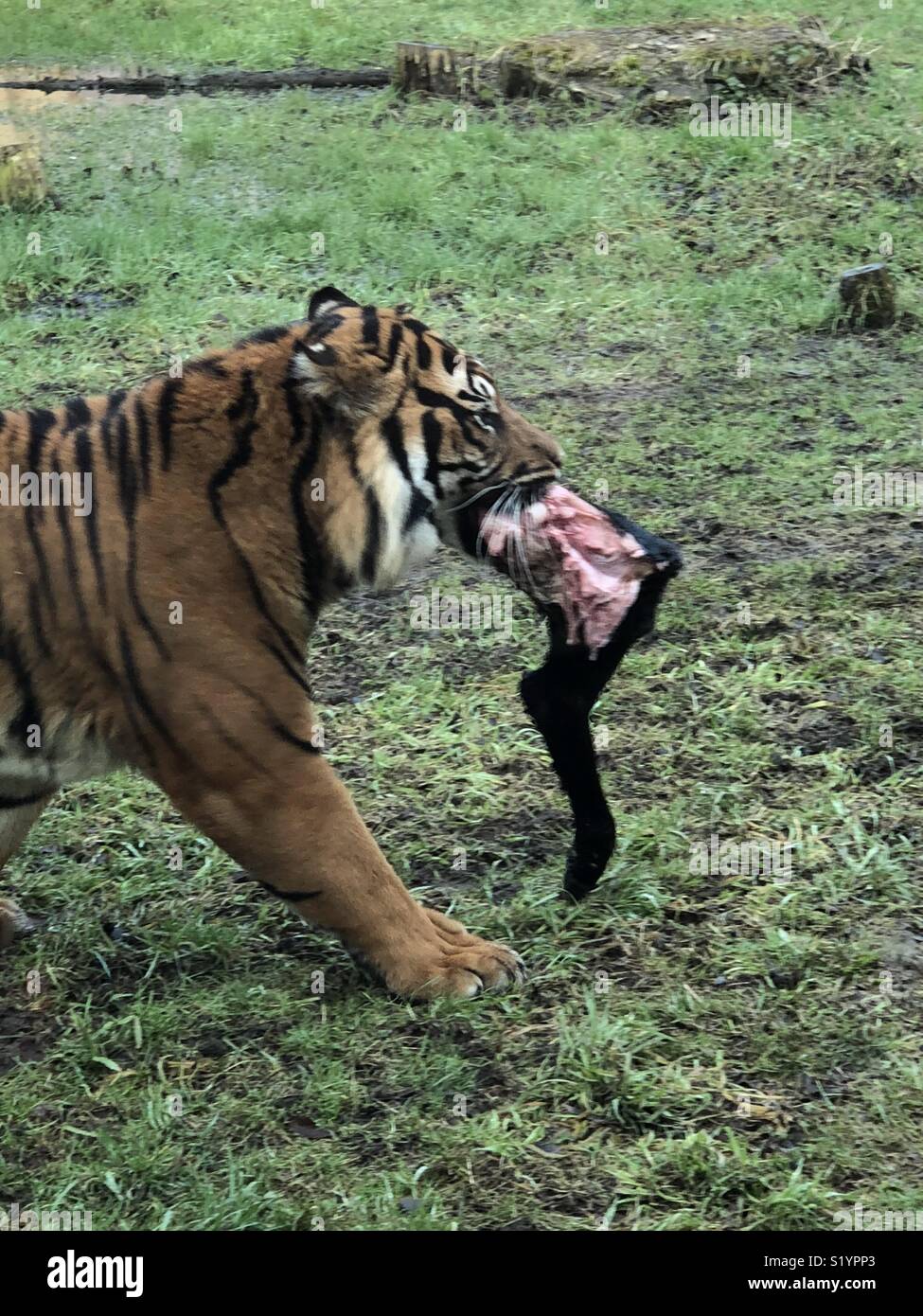 Tiger eating a leg Stock Photo