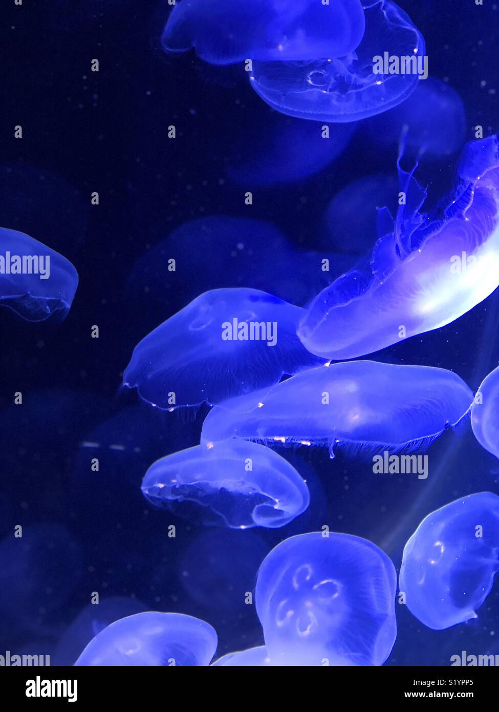 Blue moon jelly fish Stock Photo