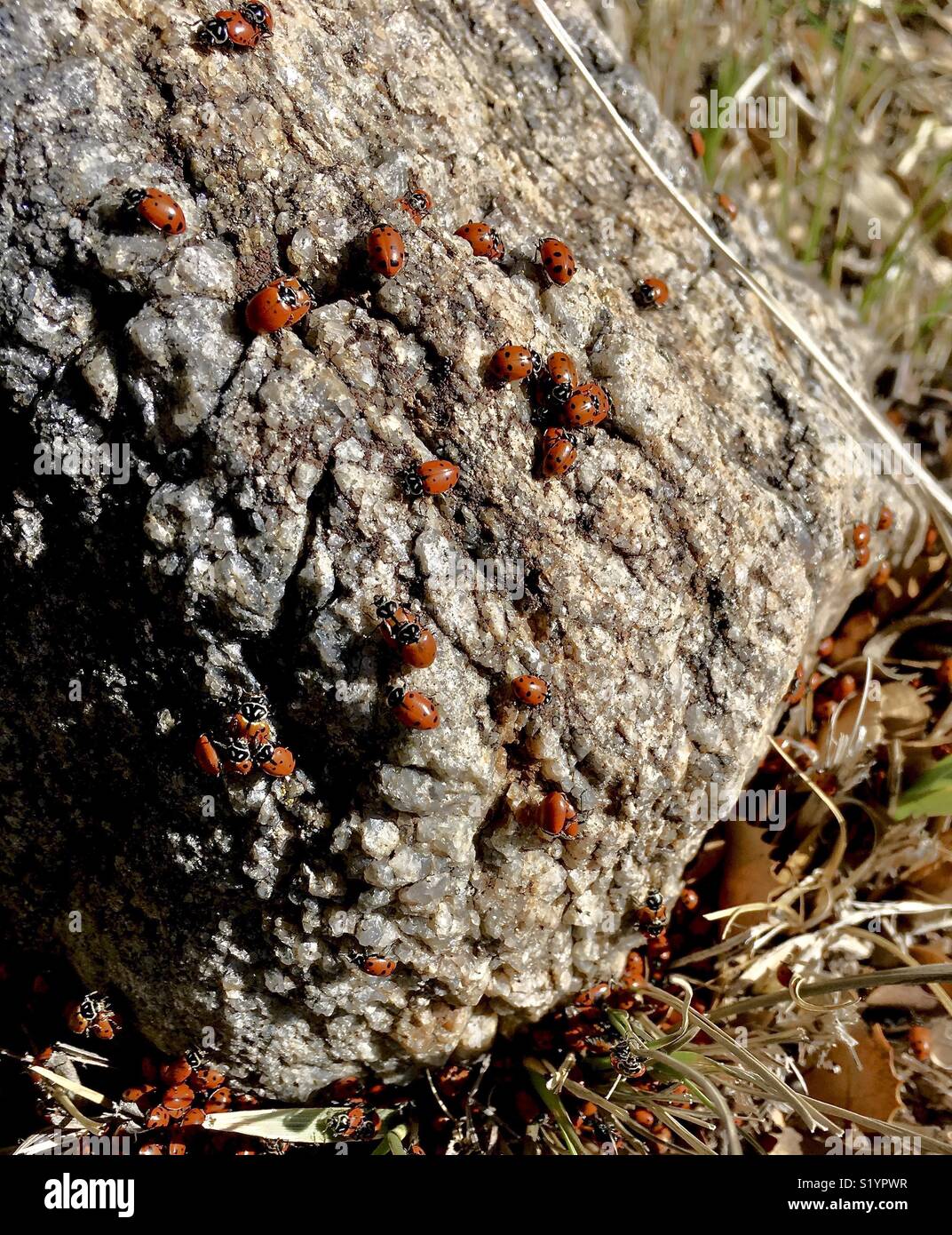 Ladybug colony hires stock photography and images Alamy