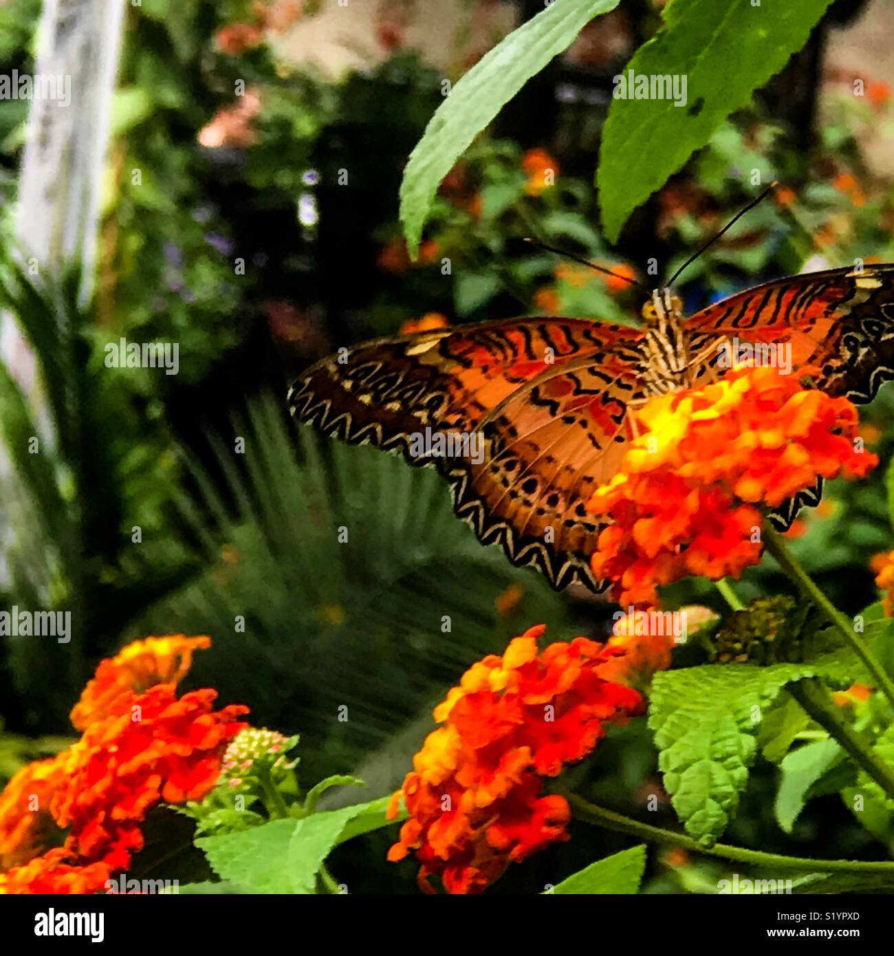 Red lacewing butterfly Stock Photo