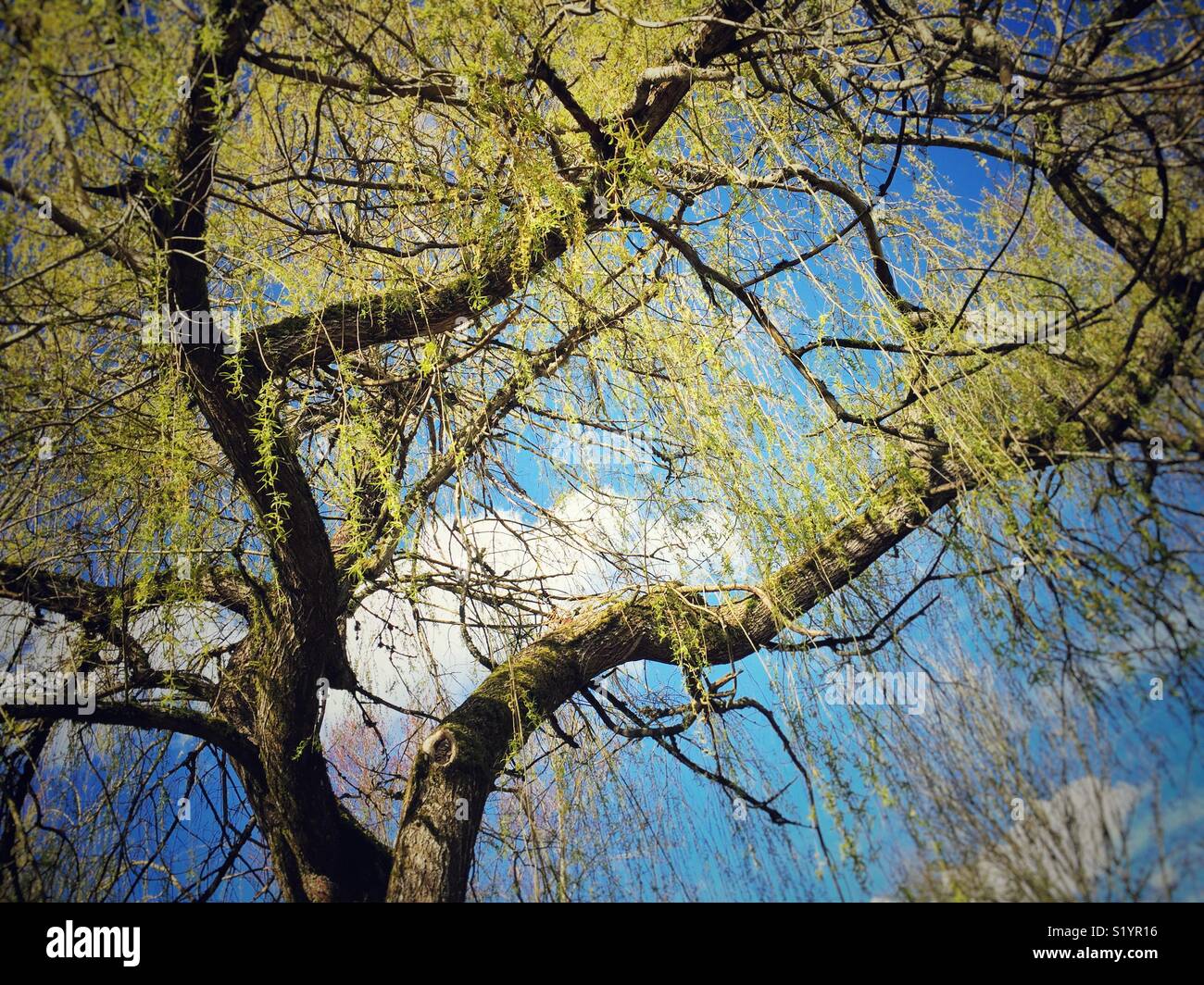 New leaves on a willow tree in spring Stock Photo - Alamy