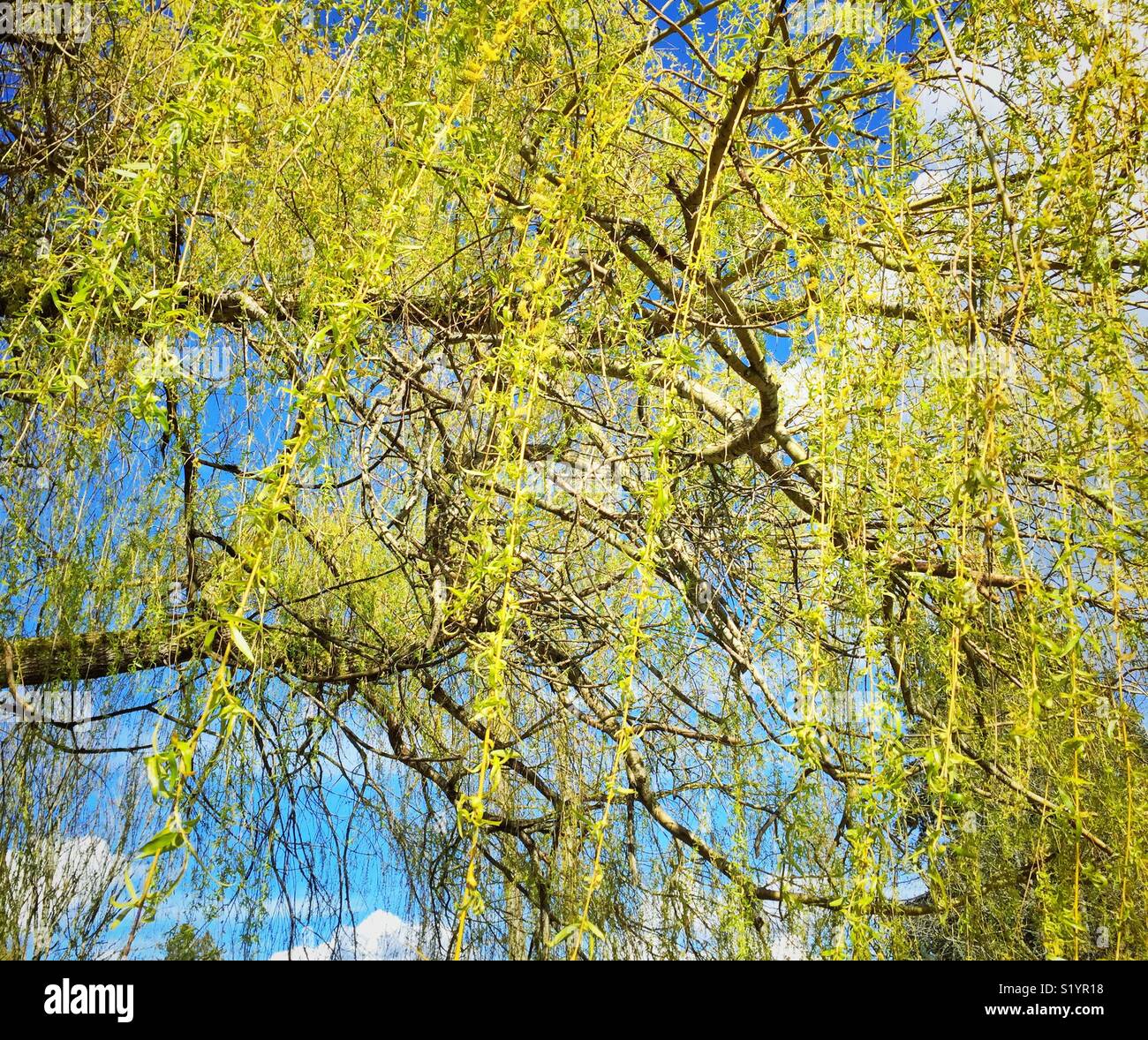 New leaves on a willow tree in spring Stock Photo