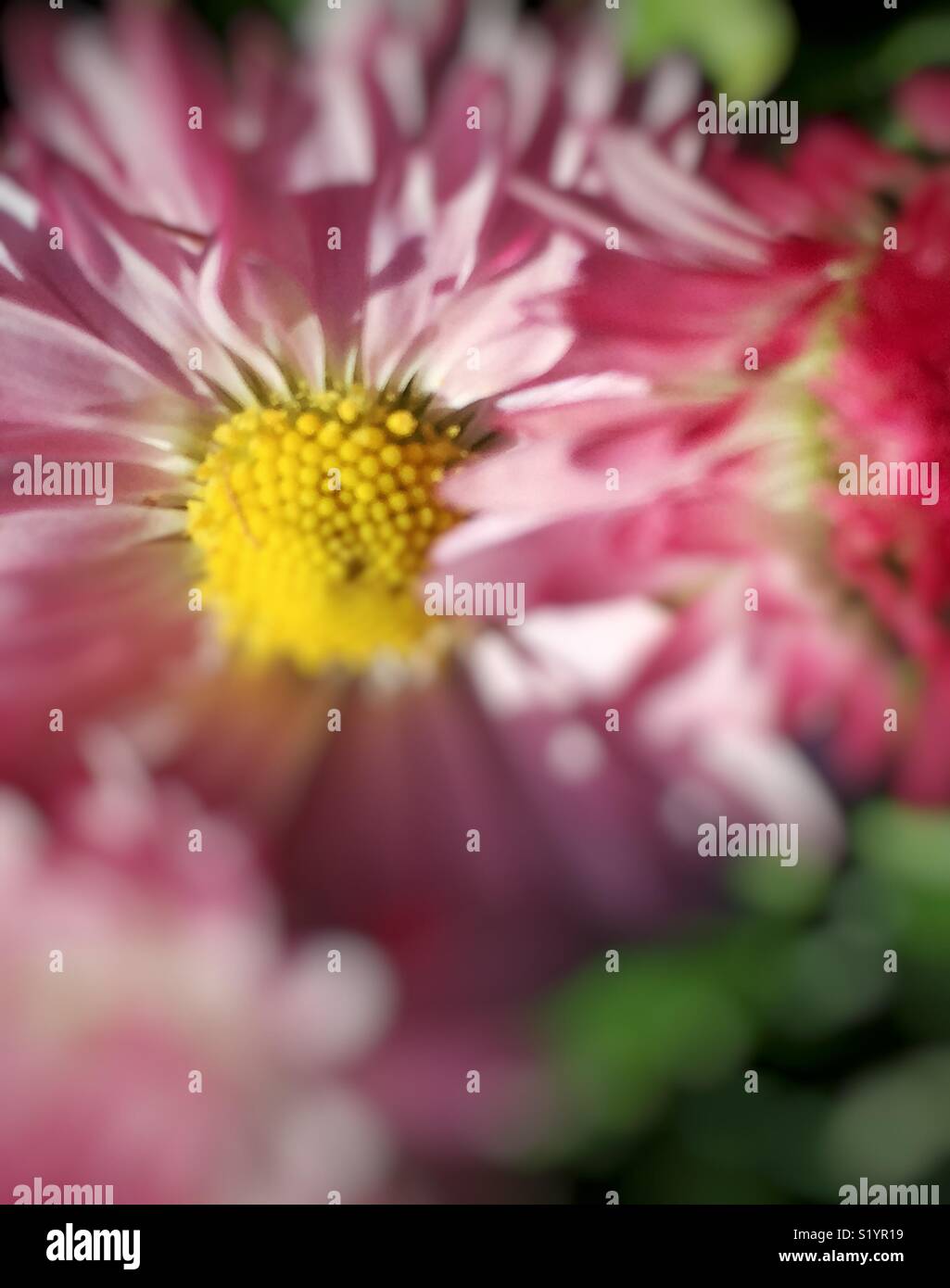 Spring daisy closeup - Smartphone Captured Stock Image