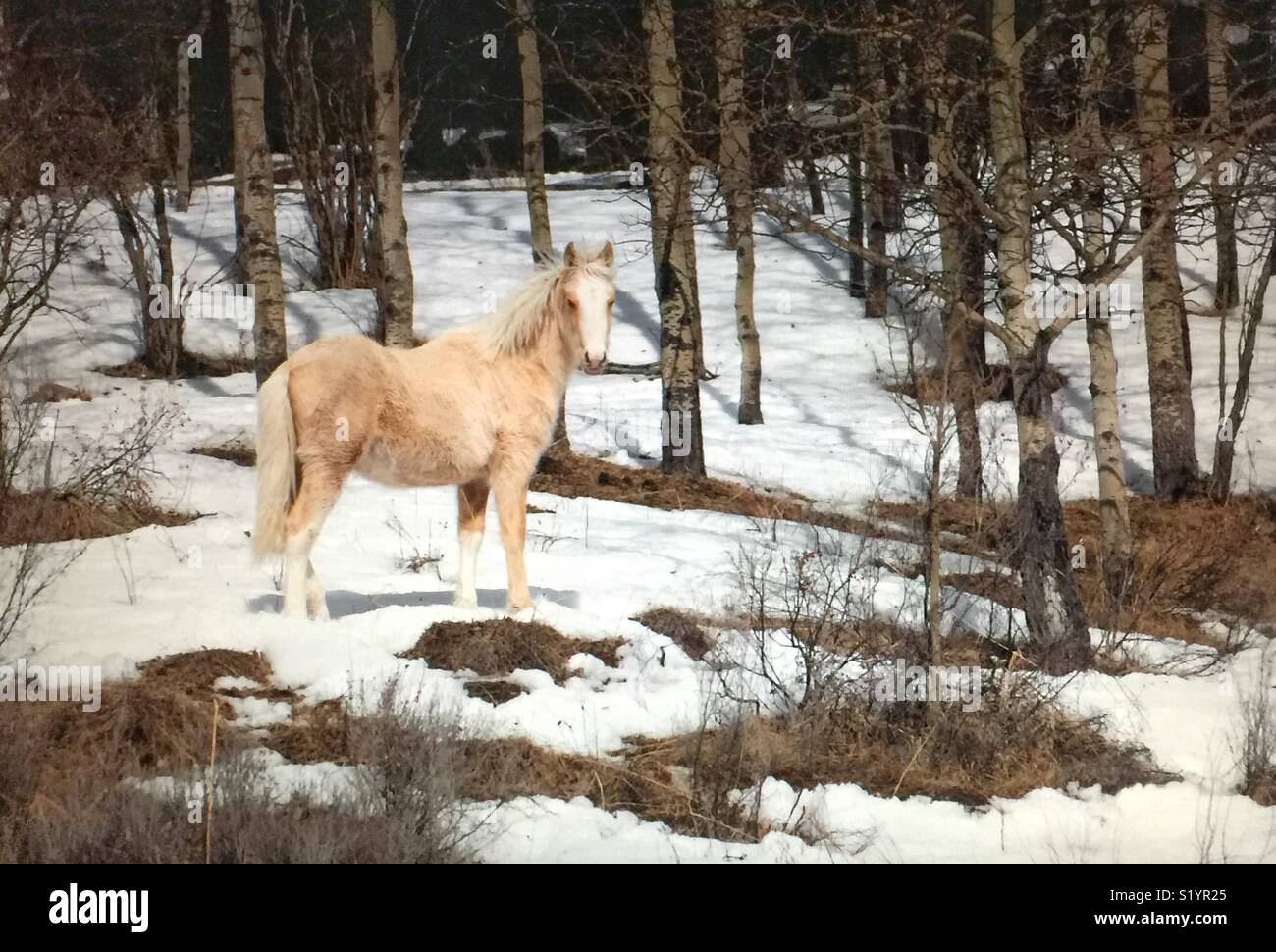 Wild horse wildlife hi-res stock photography and images - Alamy