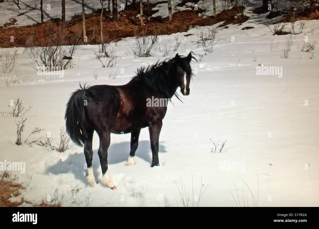 Wild horse wildlife hi-res stock photography and images - Alamy