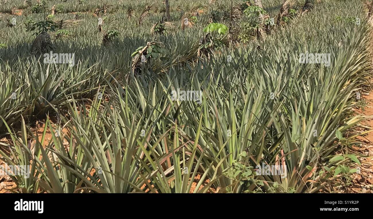 Pineapple farm India Stock Photo Alamy