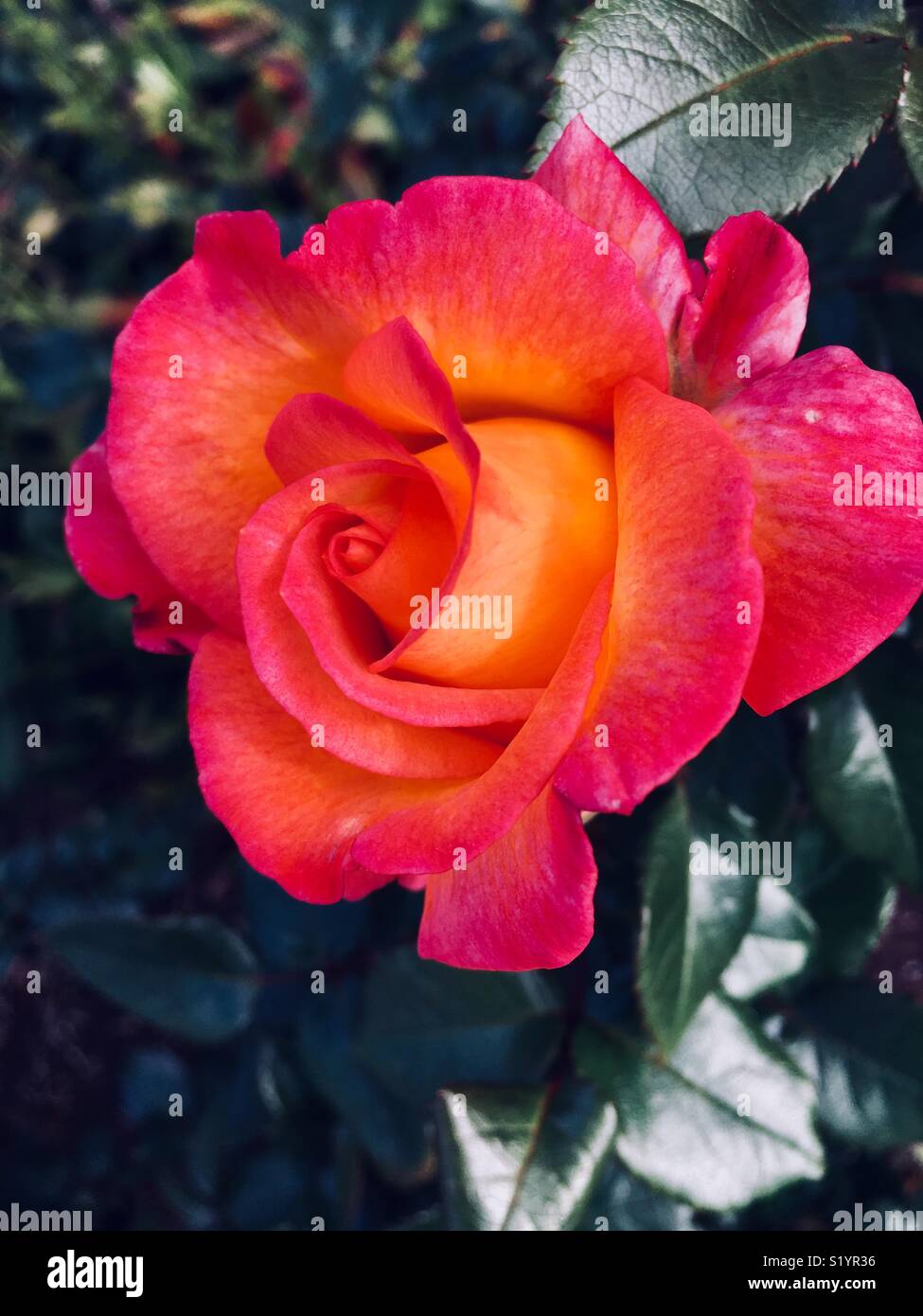 Shaded rose hi-res stock photography and images - Alamy