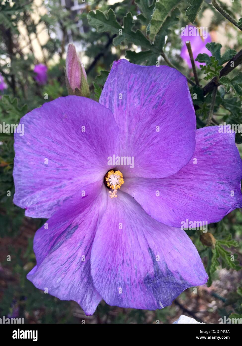 Bright Purple Flower On Bush In California Stock Photo Alamy