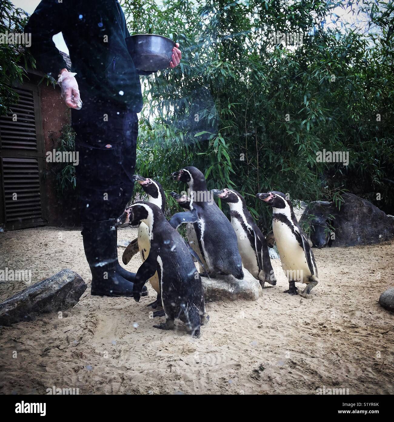 Penguins at Colchester zoo Stock Photo Alamy