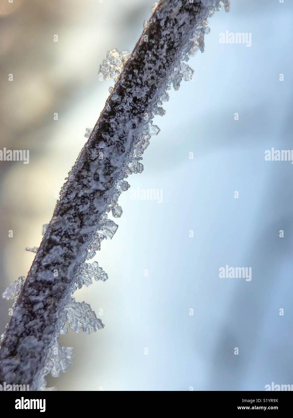 Ice crystals on tree branch Stock Photo