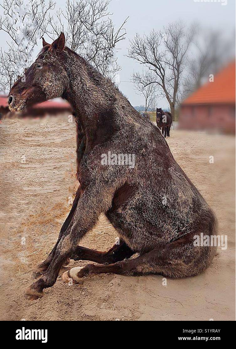 The horse likes to roll in the sand...! - Smartphone Captured Stock Image