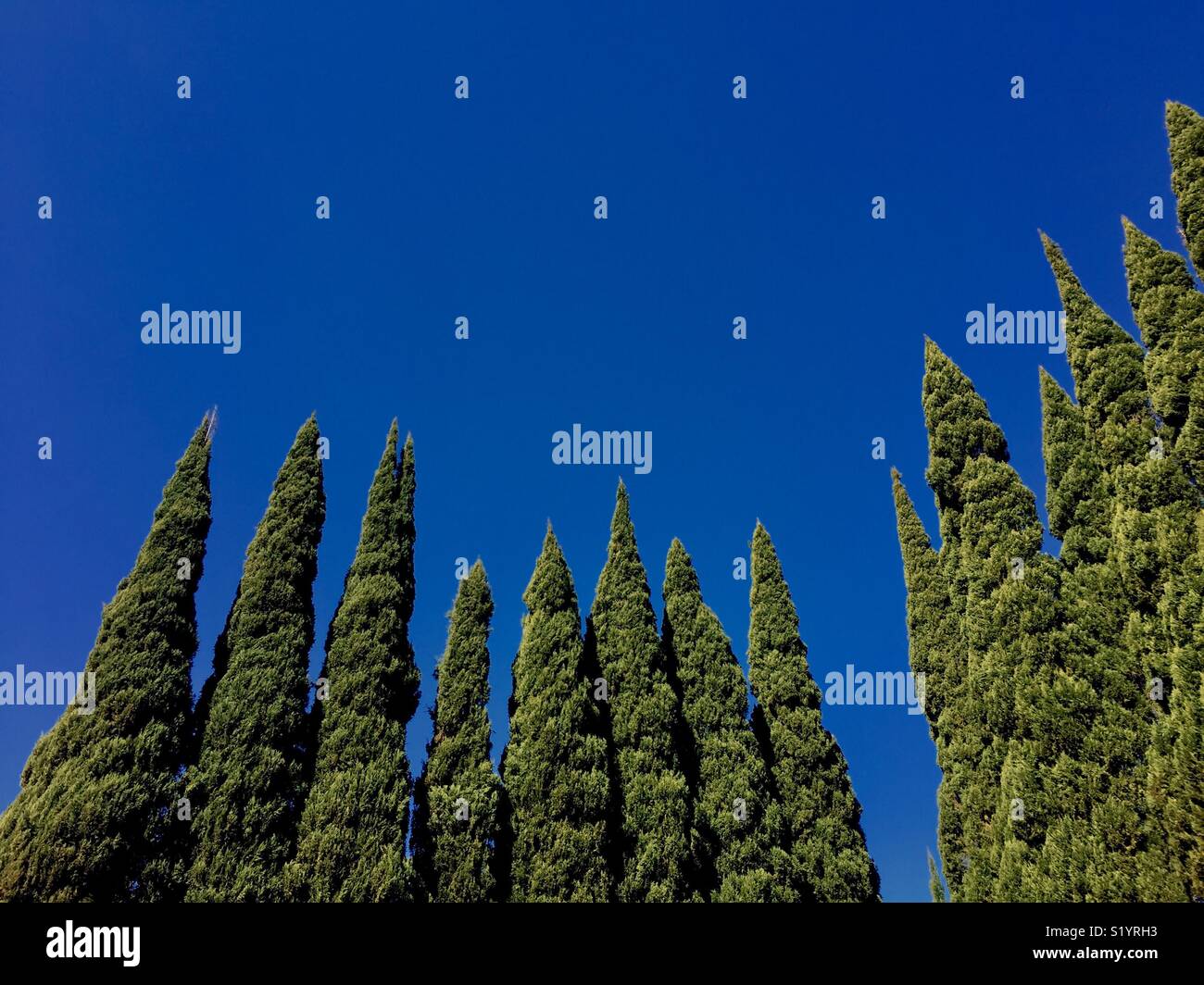Italian cypress trees pointing to a blue sky. - Smartphone Captured Stock Image