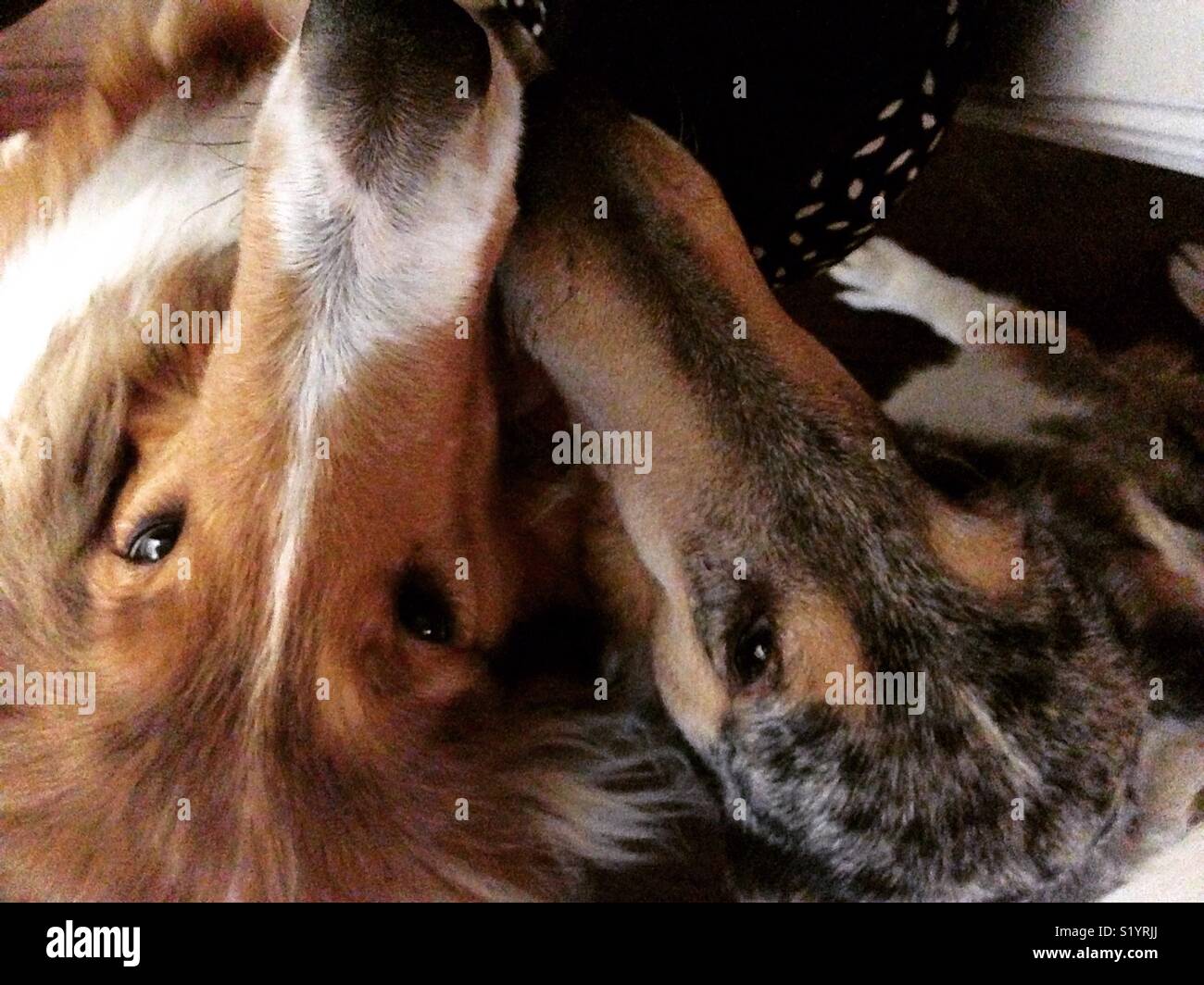 A rough and a smooth collie Stock Photo