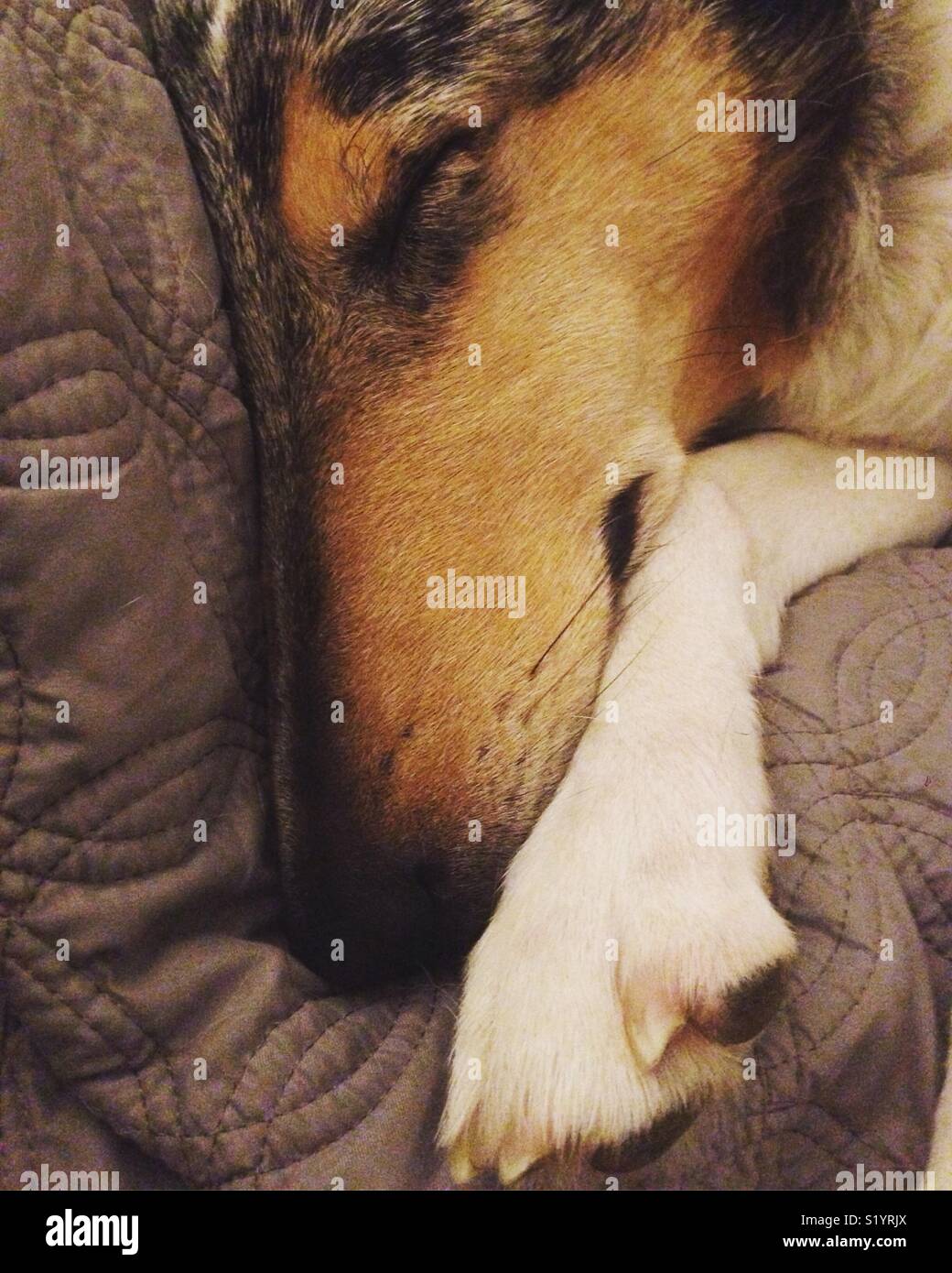 Closeup of smooth collie sleeping Stock Photo