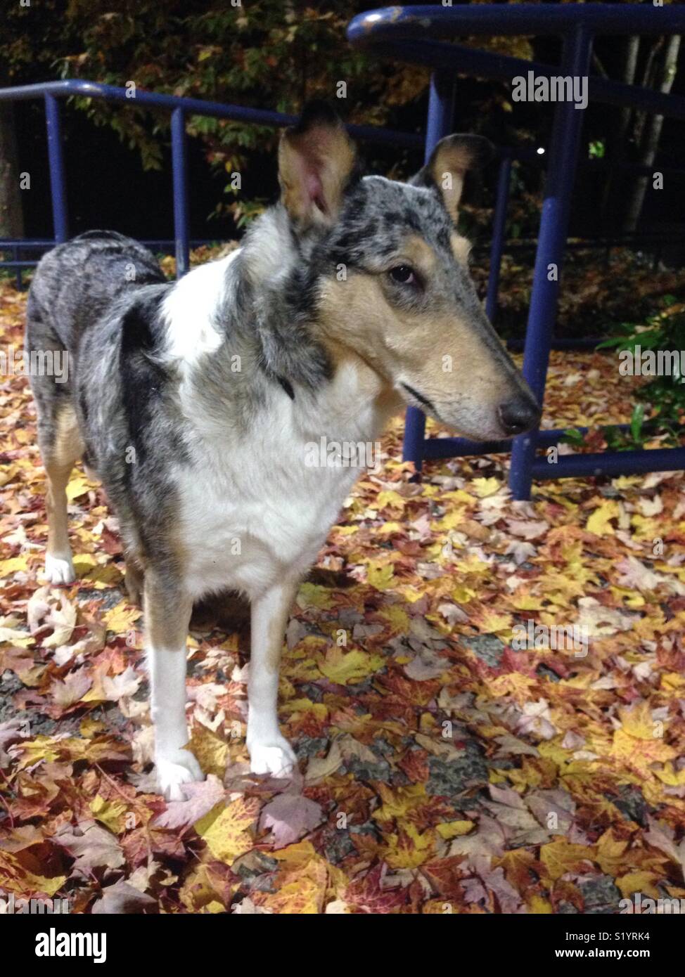 Smooth collie standing in fallen leaves Stock Photo