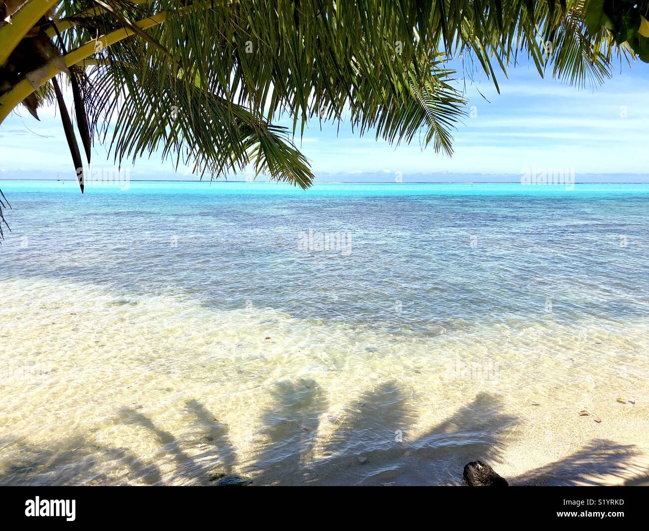 Palm Tree at Tropical Beach - Smartphone Captured Stock Image