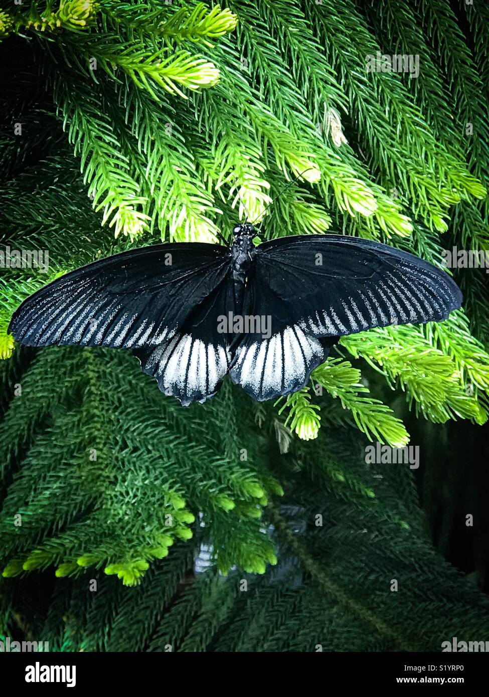 Black and white butterfly Stock Photo Alamy