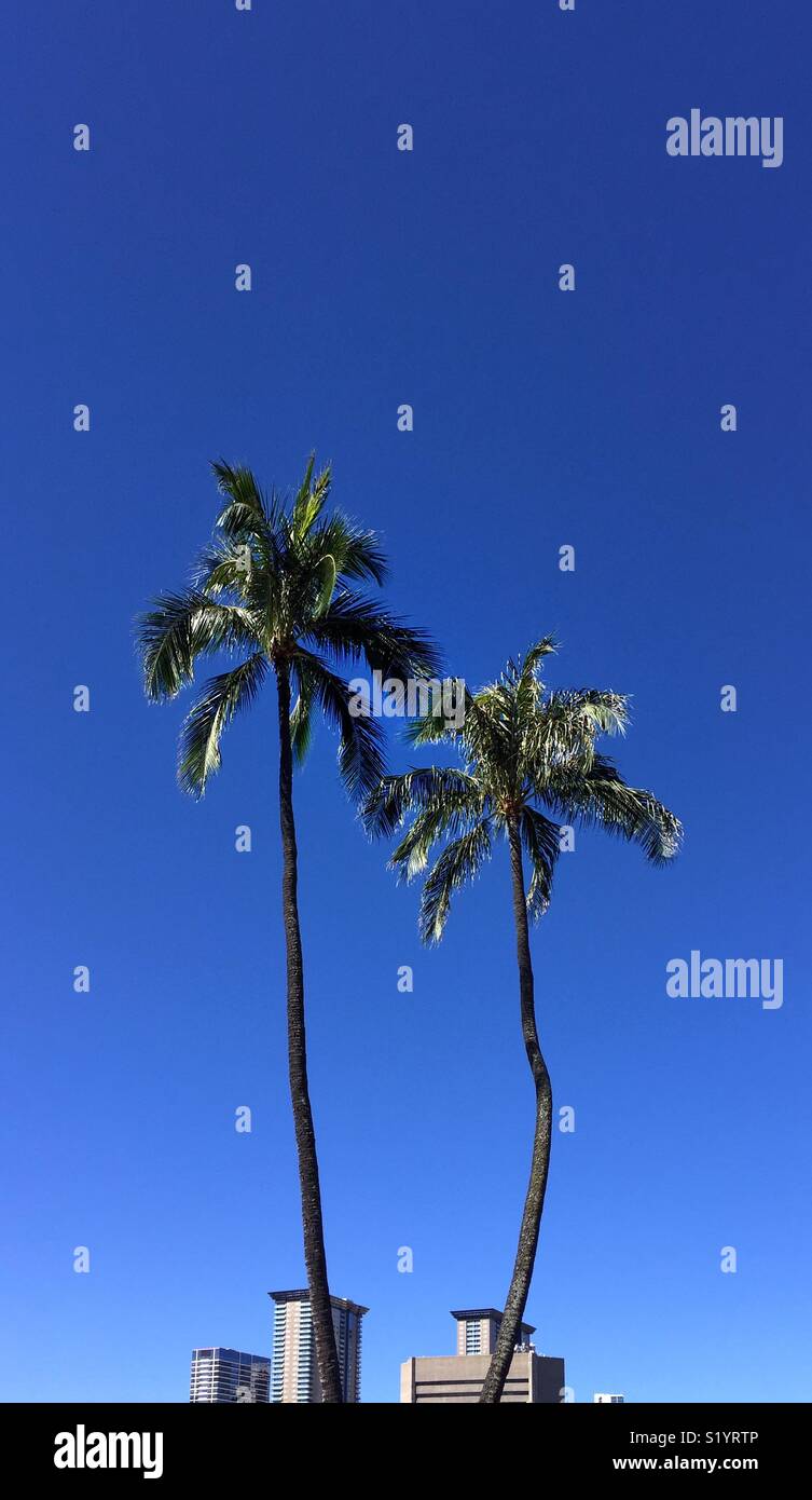 Palm trees above city buildings - Smartphone Captured Stock Image