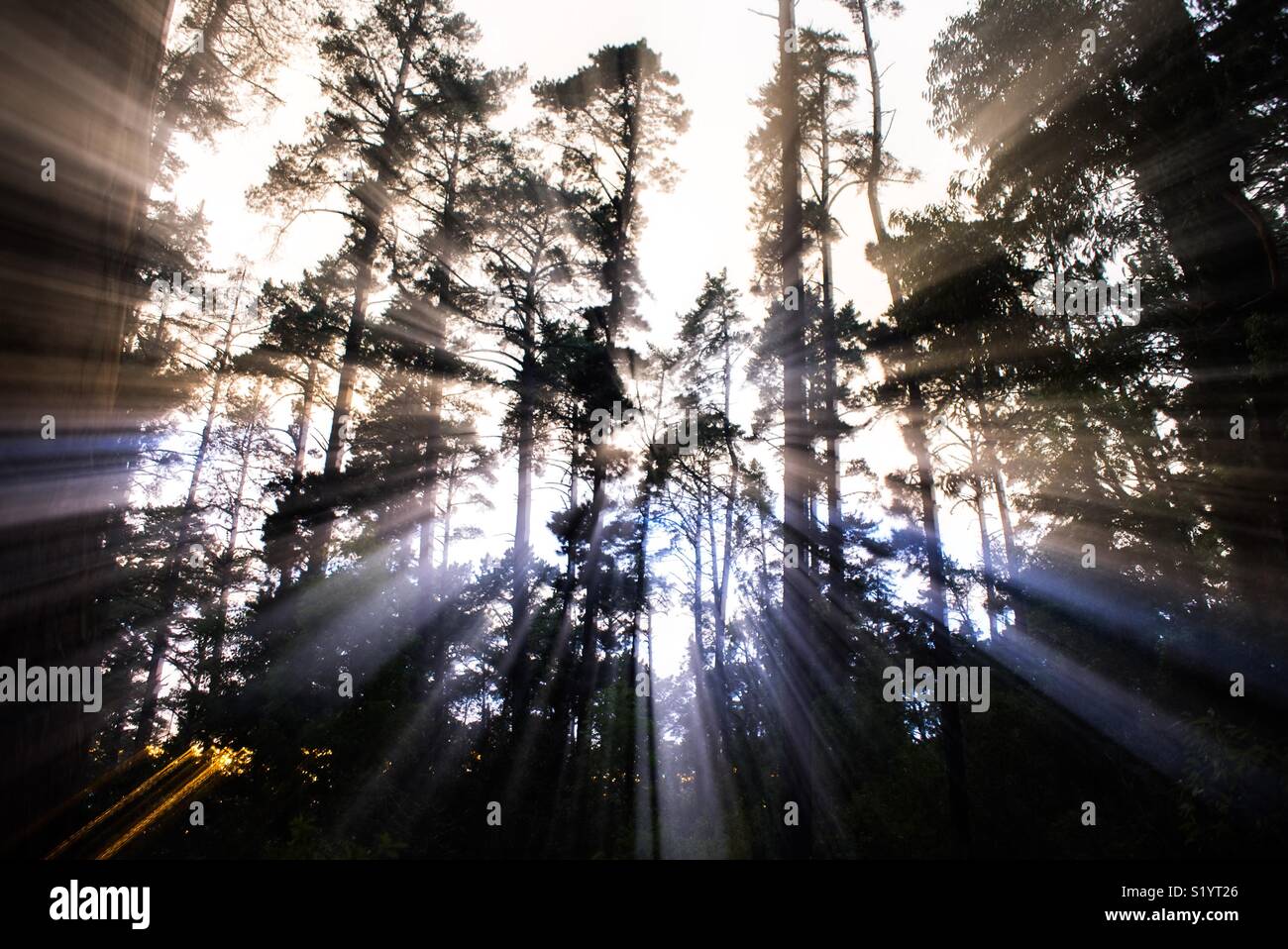 Beyond The Pine Trees Stock Photo Alamy beyond-the-pine-trees-stock-photo-alamy