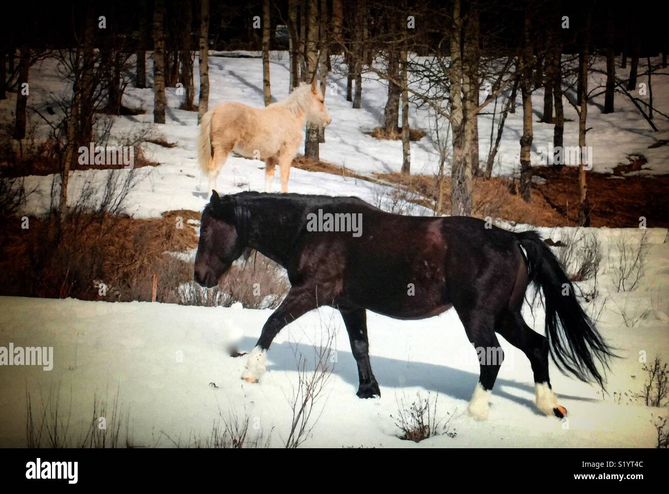 Wild horses - Smartphone Captured Stock Image