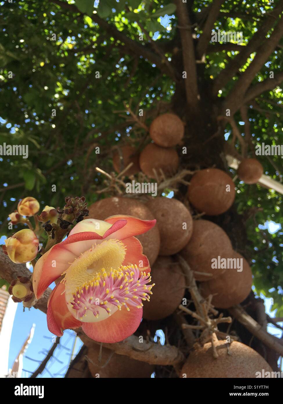 Cannonball tree fruit hi-res stock photography and imag…