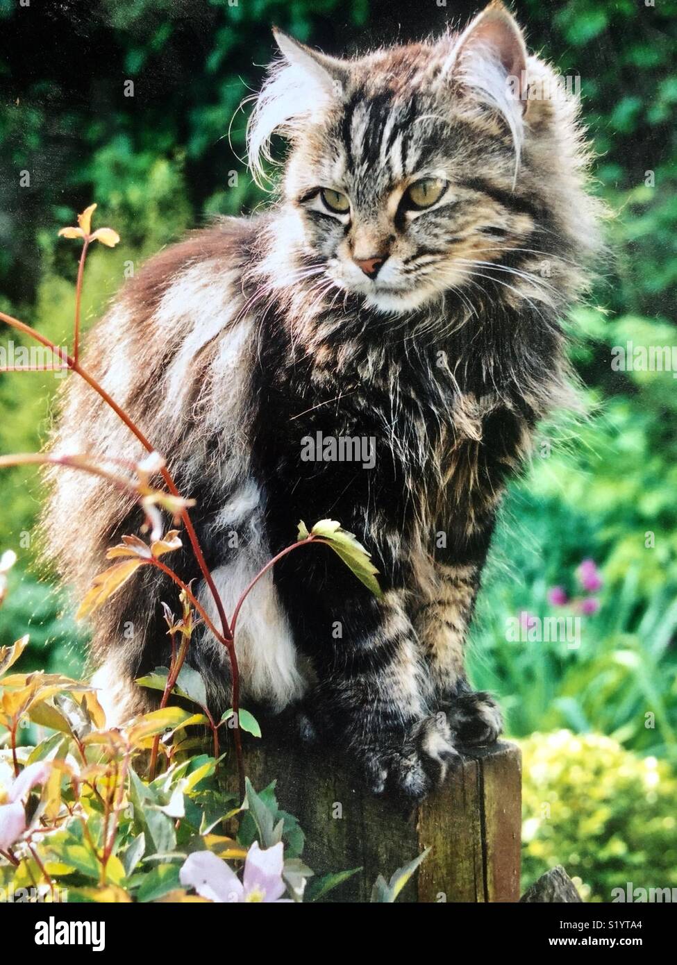 Long Haired Tabby Cat Stock Photo