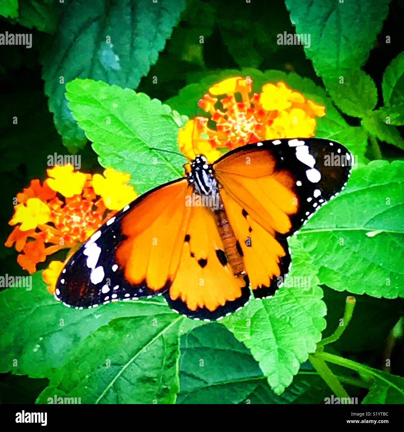 African monarch butterfly Stock Photo