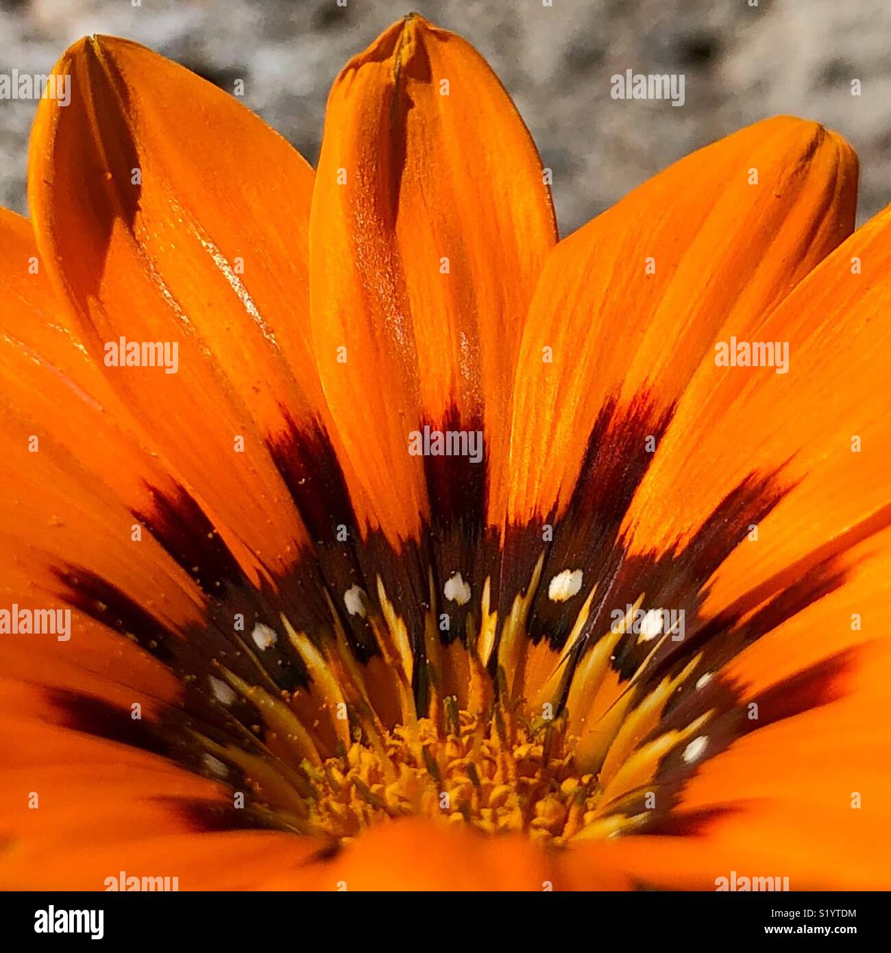 Close up of an orange flower with pollen Stock Photo