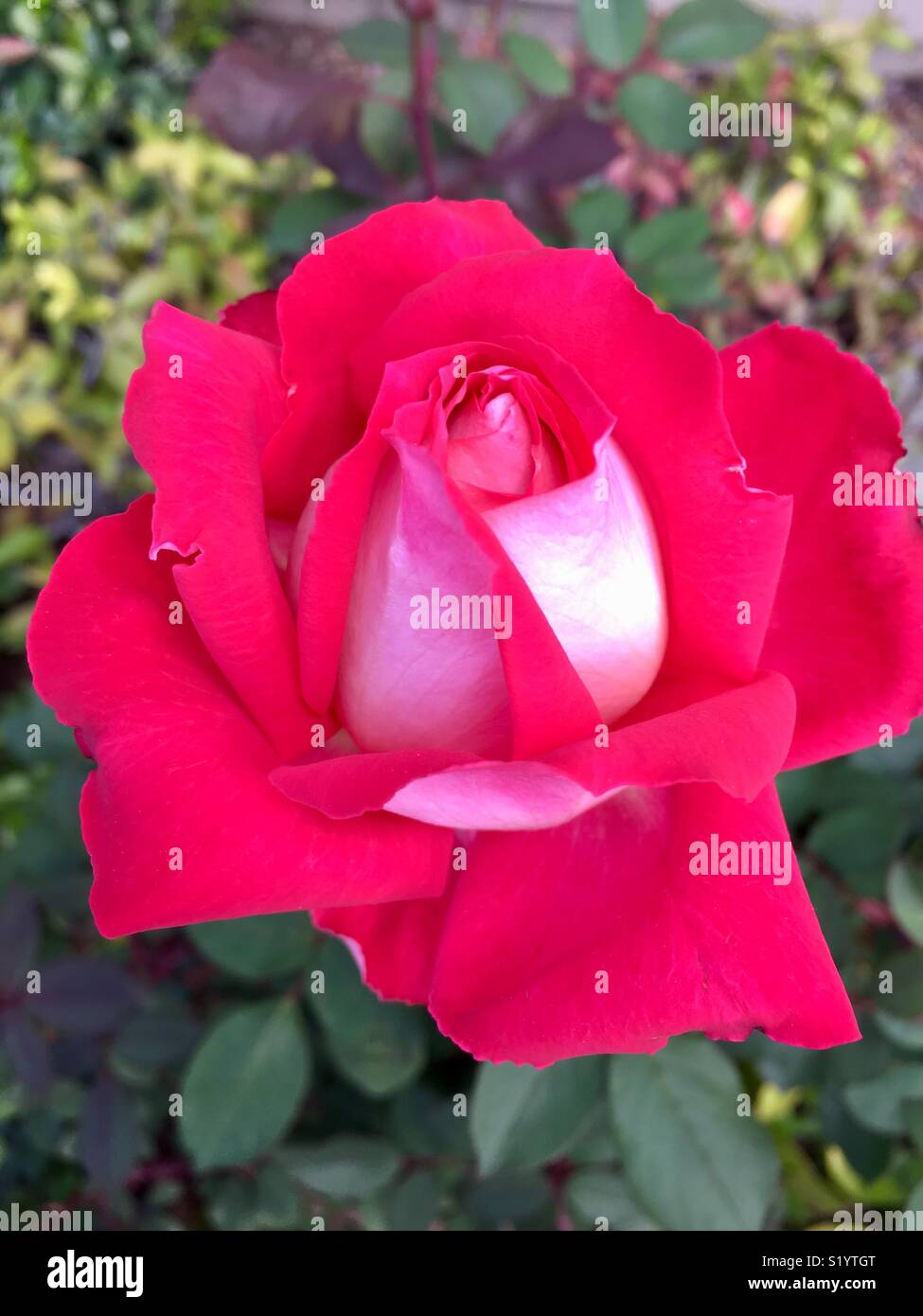 Shaded red and white rose with green background Stock Photo