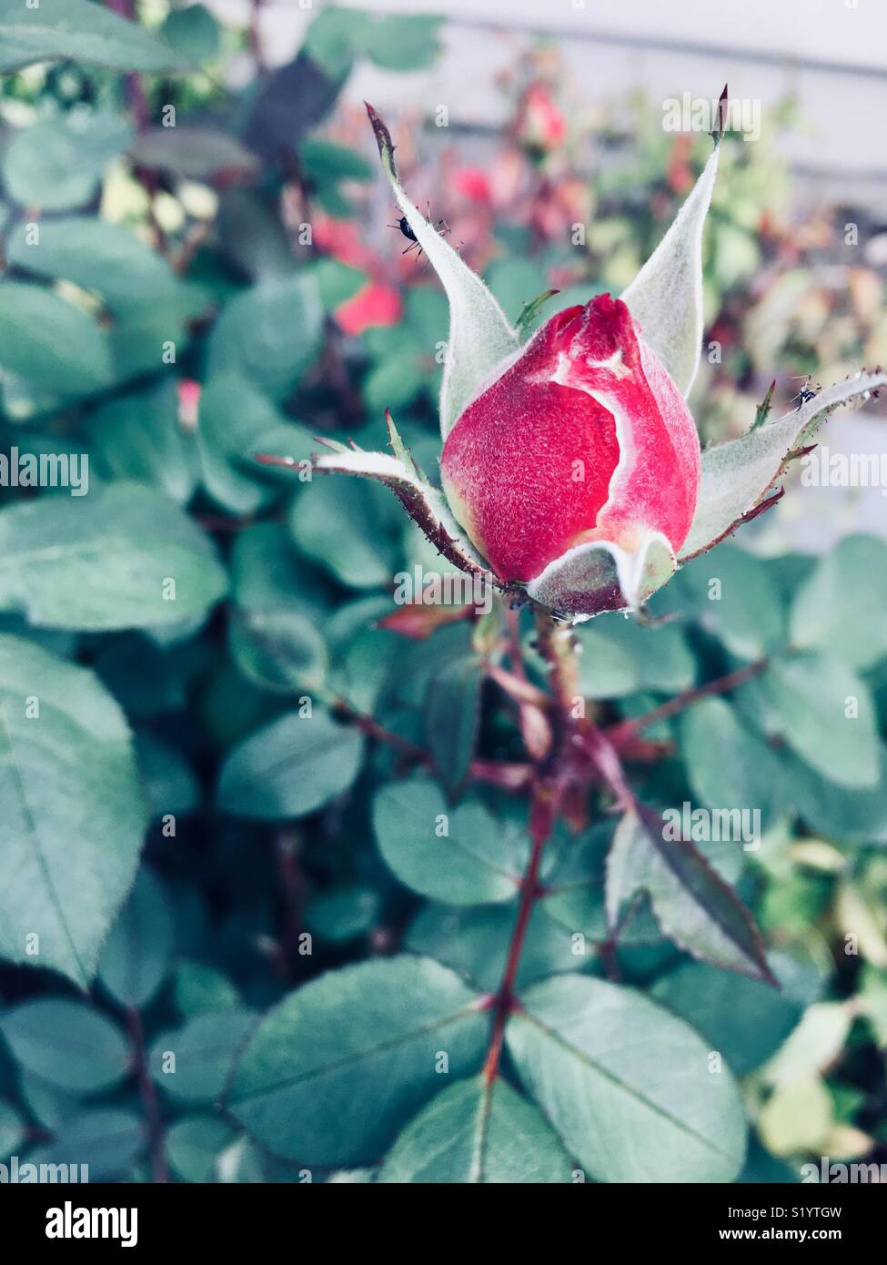 Beautiful single Red rosebud with white edging and green background in soft light Stock Photo