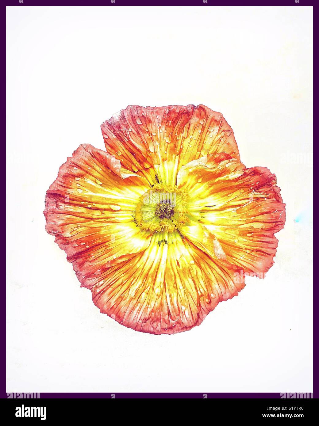 A poppy portrait. - Smartphone Captured Stock Image