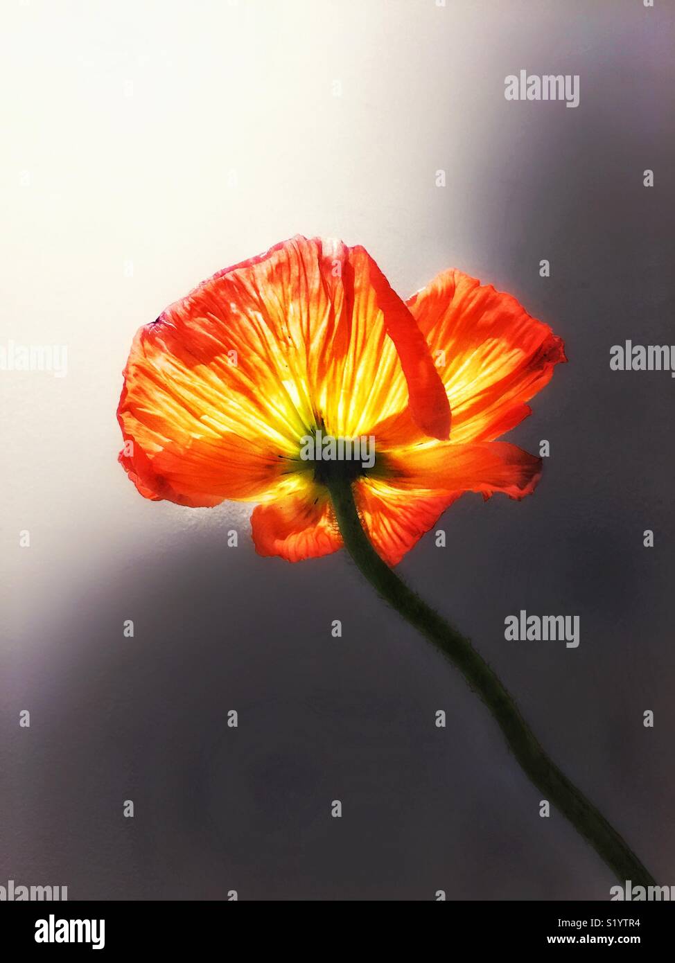 Poppy - Smartphone Captured Stock Image
