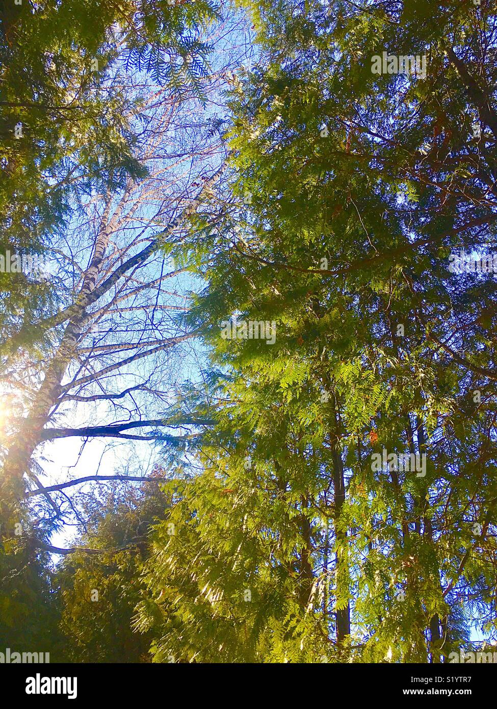 bright spring sunny morning - Smartphone Captured Stock Image