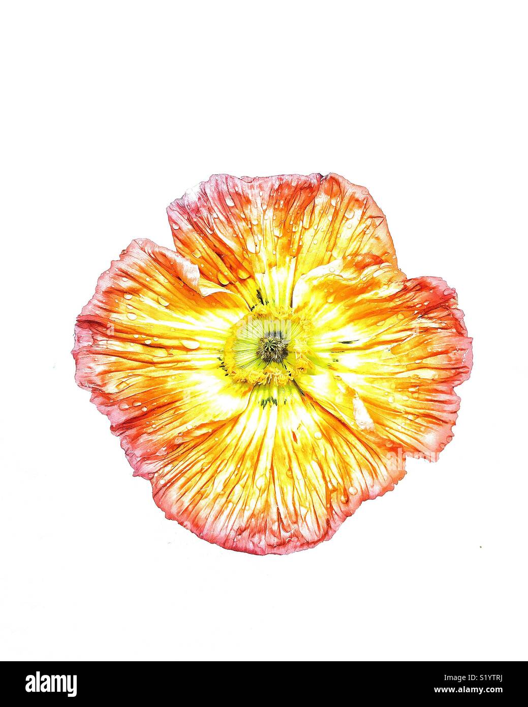 Poppy - Smartphone Captured Stock Image