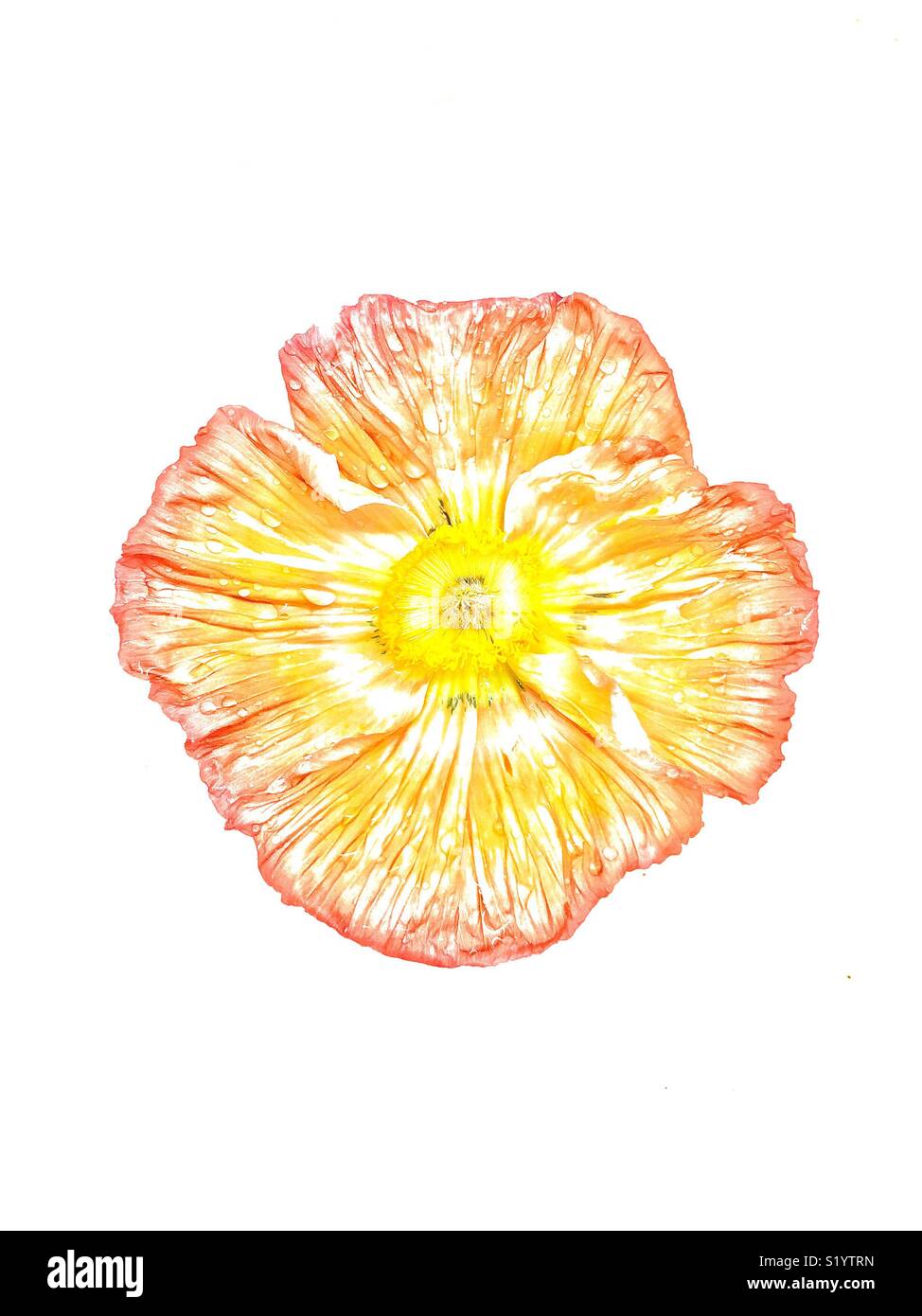 Wet  poppy - Smartphone Captured Stock Image