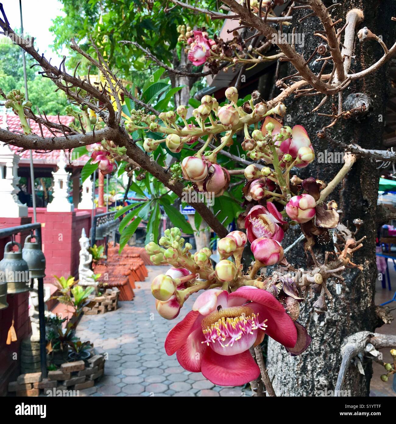 Flower blossoming Chiang Mai - Smartphone Captured Stock Image