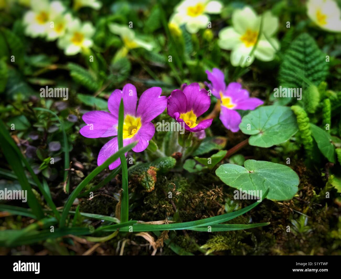 Purple primrose Stock Photo