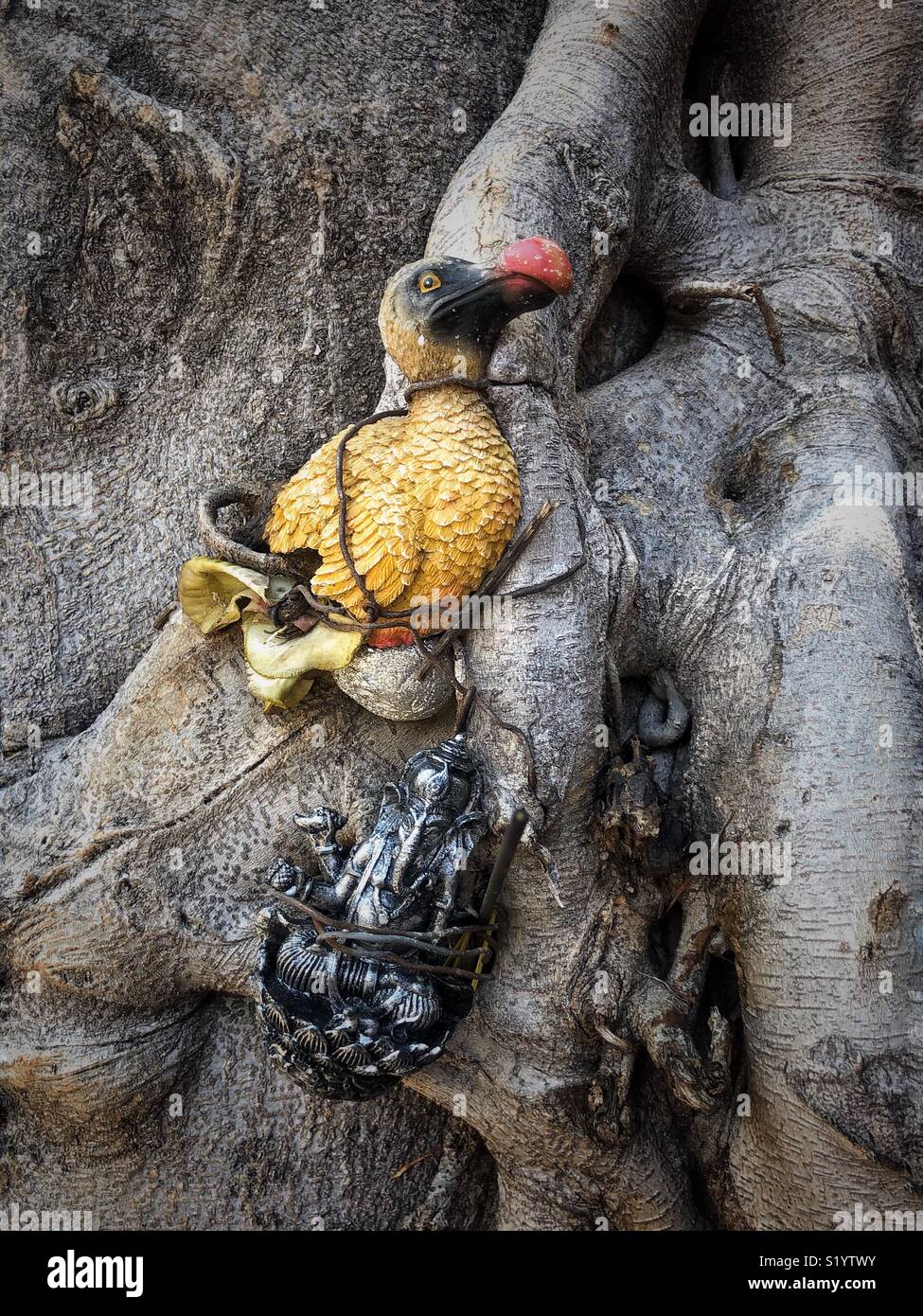 Dodo & Ganesh tried to a tree in Mauritius Stock Photo