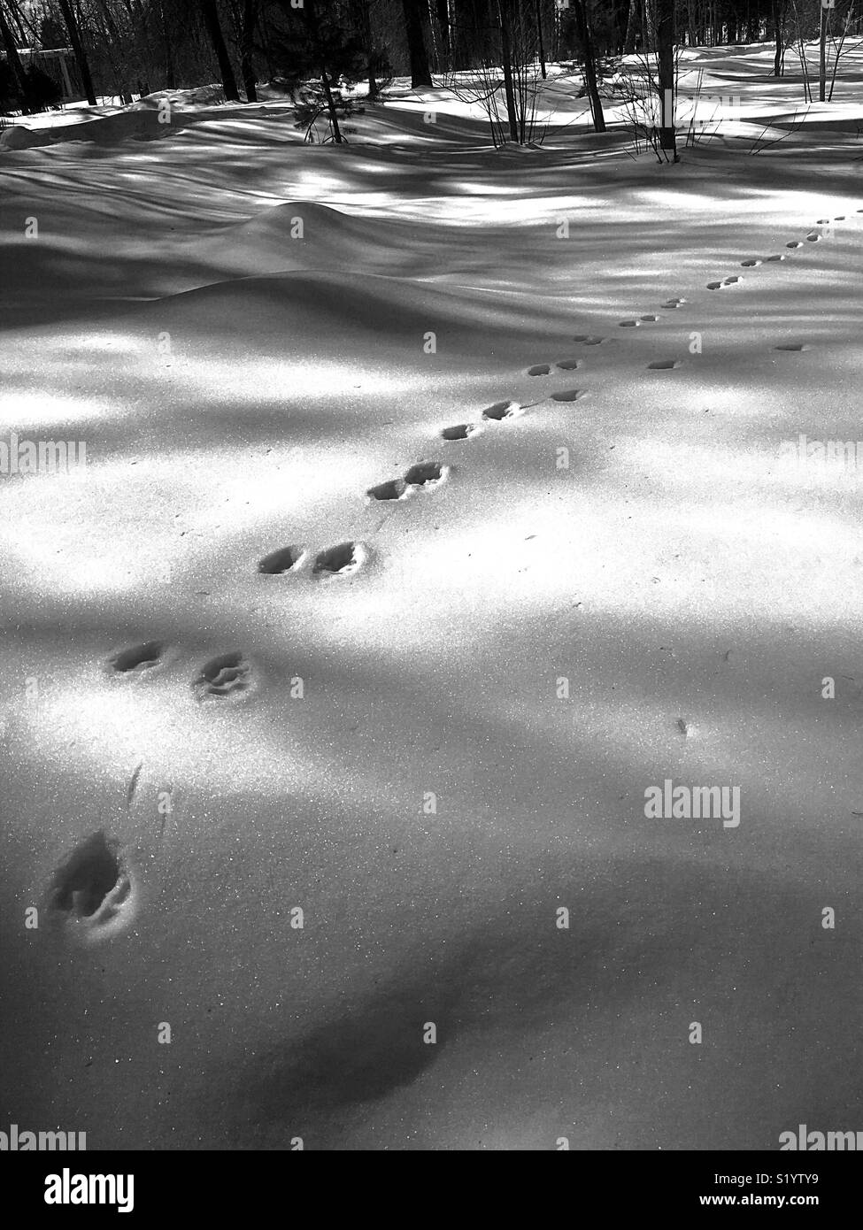 footprints in the snow - Smartphone Captured Stock Image