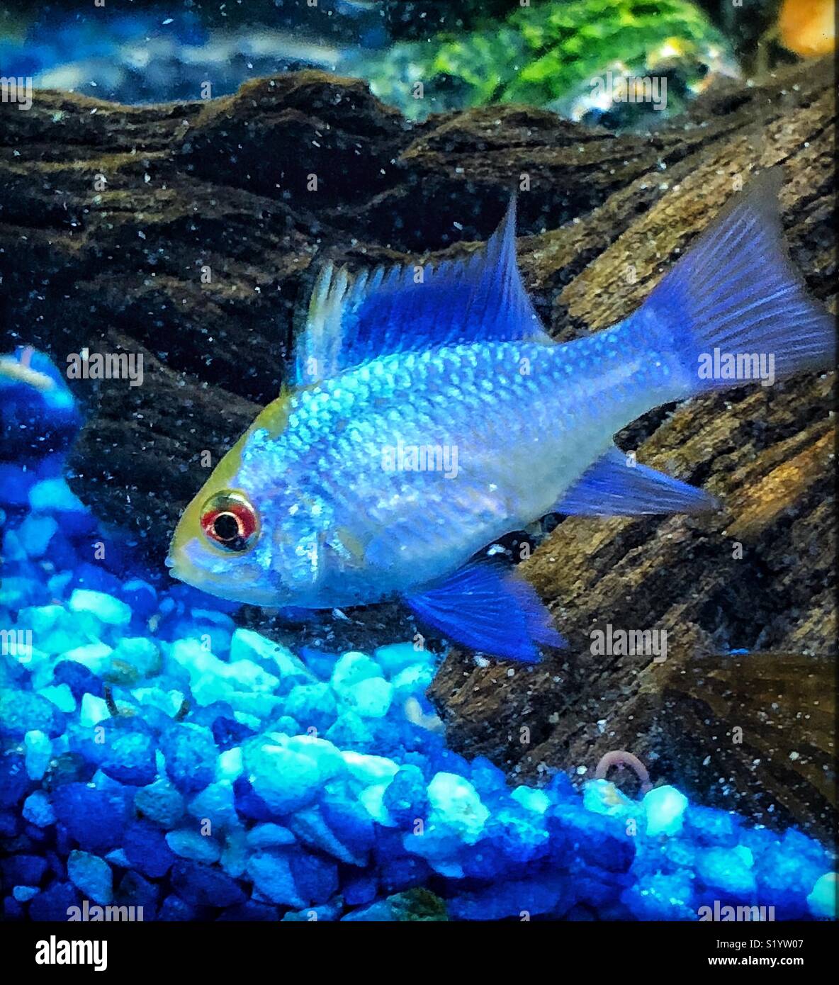 Electric Blue Ram Tropical Fish Stock Photo
