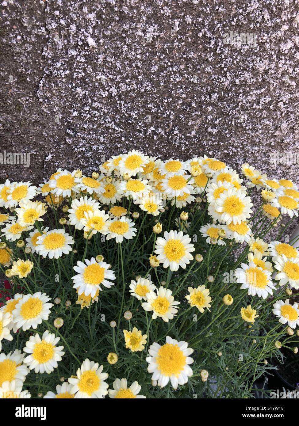 Yellow and white spring flowers in Cyprus - Smartphone Captured Stock Image