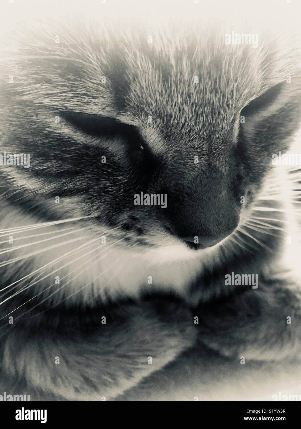 Sleeping cat with curled paws Stock Photo Alamy