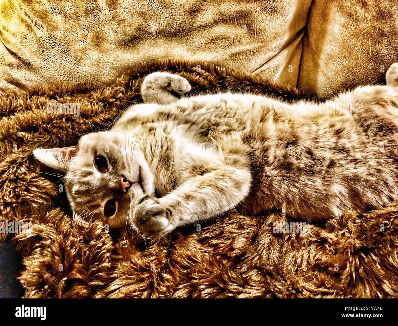 Lynx point Siamese cat lounging on faux fur blanket on couch - Smartphone Captured Stock Image