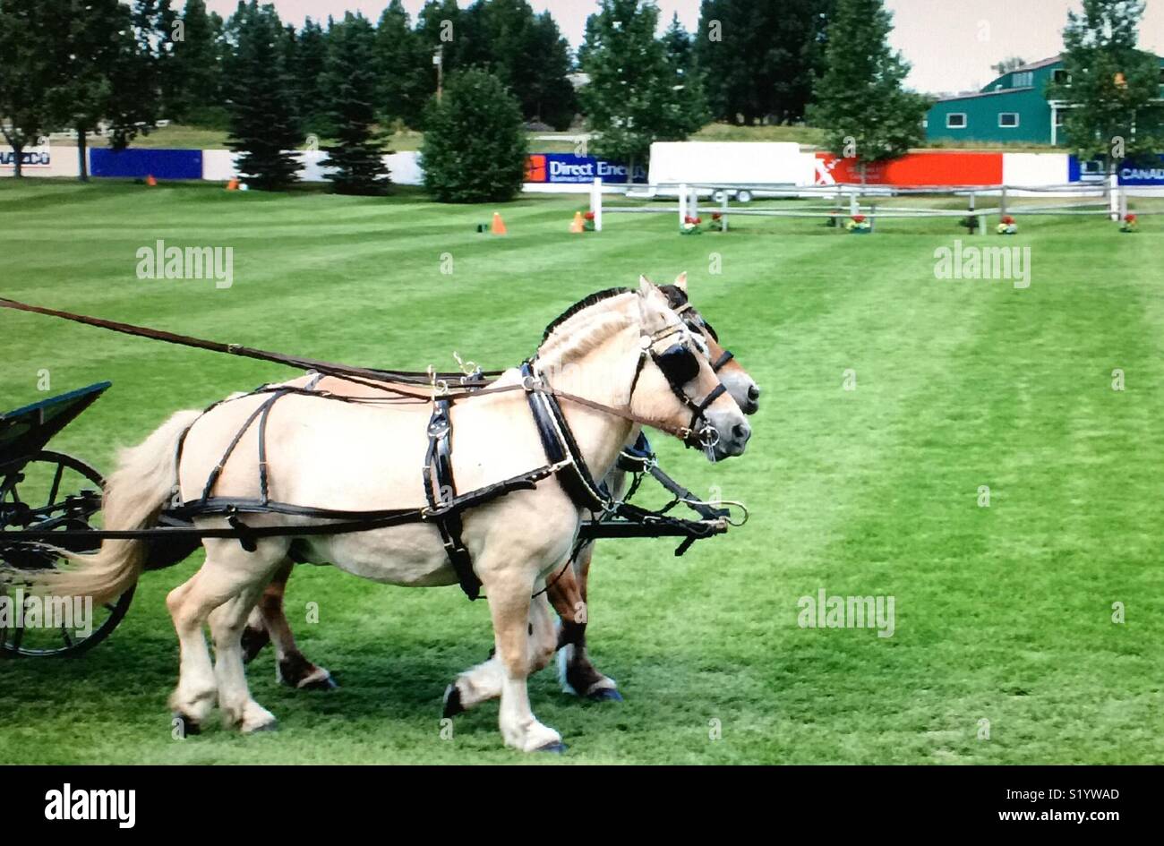 Team of horses - Smartphone Captured Stock Image