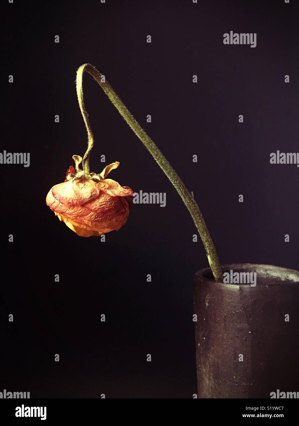 A dying flower in a vase Stock Photo Alamy