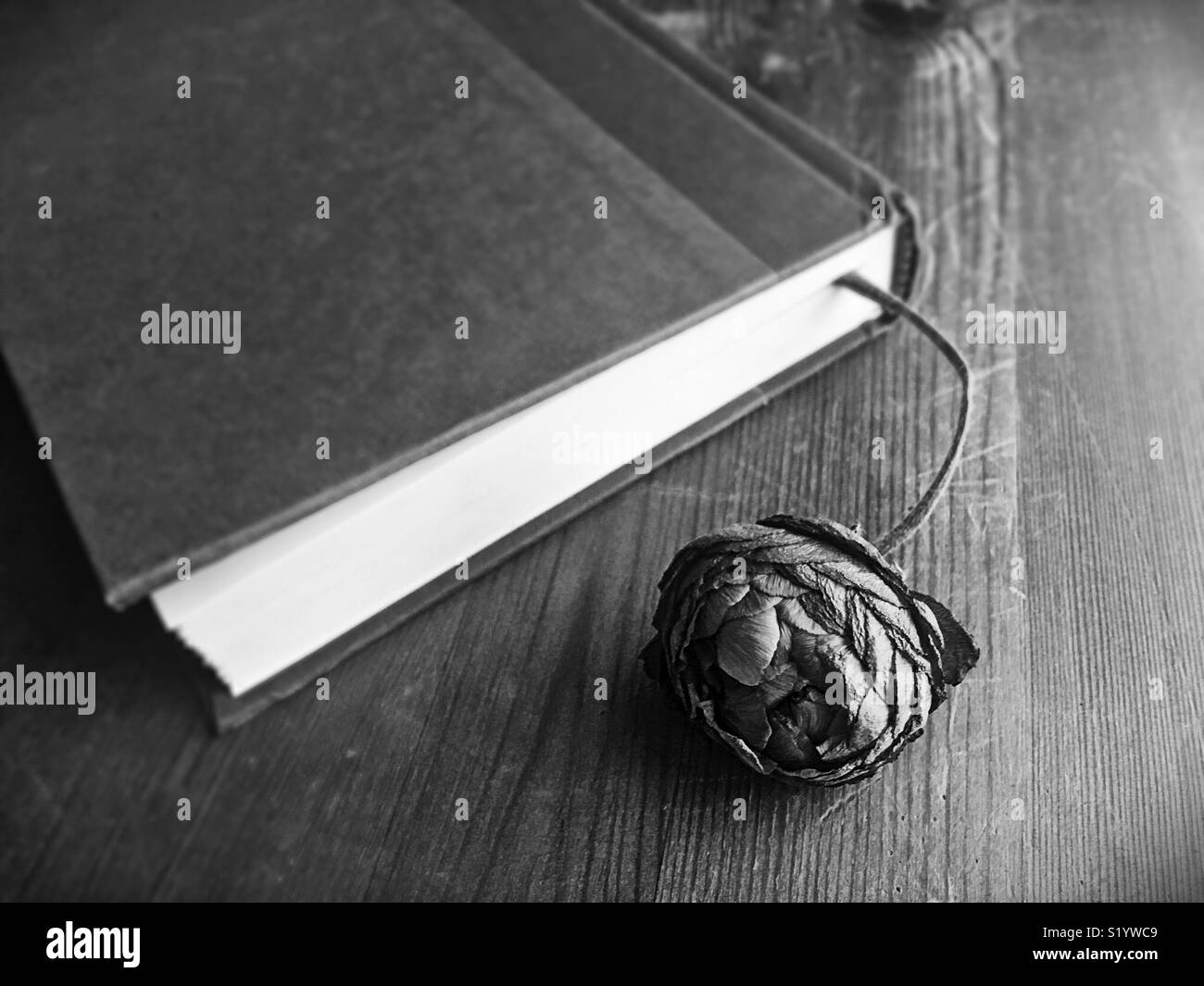 A dying flower in a book. Stock Photo